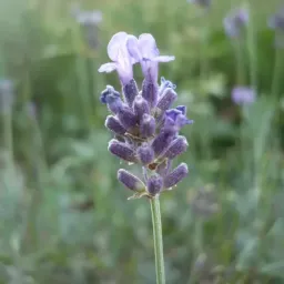 Plants of medicinal plants