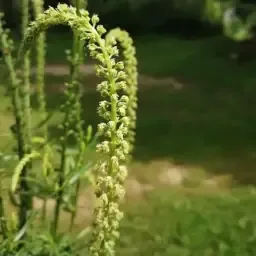 Seeds of dyeing plants & textiles