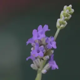 Seeds of medicinal plants