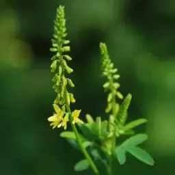 Plants of honey plants