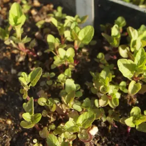 plantules semis d'automne