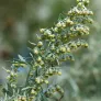 fleurs d'absinthe artemisa absinthium