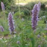 agastache anisatum en fleurs