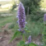 agastache foeniculum en fleurs