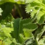 Lady's mantle (plant) Visuel 1