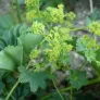 Lady's mantle (plant) Visuel 2