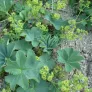 Lady's mantle (plant) Visuel 4