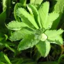 Lady's mantle (plant) Visuel 5