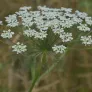 ombelle d'ammi majus