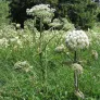 fleur d'angélique sauvage