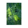 sweet wormwood leaves