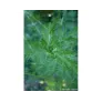 annual wormwood leaves 