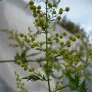fleurs à récolter d'artemisia annua