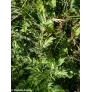 common wormwood leaves