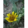 bloom flowers of arnica chamissonis