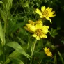 fleurs d'arnica du mexique