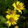 arnica chamissonis en fleurs