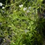 plant d'asperula tinctoria