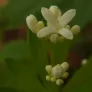 plant d'aspérule odorante en fleurs