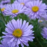 fleurs d'aster des alpes