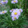 plant d'aster des alpes en fleurs