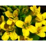 yellow rocket flowers