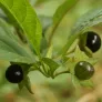Belladona, Deadly Nightshade (plant) Visuel 2