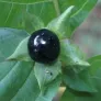 Belladona, Deadly Nightshade (seeds) Visuel 1