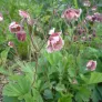 plant de geum rivale