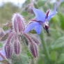 Borage (seeds) Visuel 2