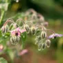 Borage (seeds) Visuel 3