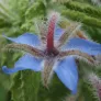 Borage (seeds) Visuel 4