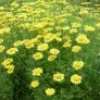 champ de camomille des teinturiers