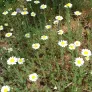 Roman Chamomile Simple flowers (seeds) Visuel 2