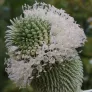 Common Teasel (seeds) Visuel 1