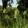 Common Teasel (seeds) Visuel 3