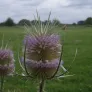 Common Teasel (seeds) Visuel 6
