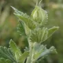 Catnip (seeds) Visuel 1