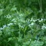 fleurs de cerfeuil