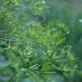 graines vertes de cerfeuil cultivé