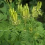 Sweet cicely (seeds) Visuel 2