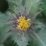 St. Benedict Thistle, Blessed Thistle (seeds) Visuel 1