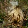 Blessed milk thistle (seeds) Visuel 1