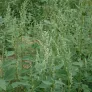 Lamb's-quarters (seeds) Visuel 3