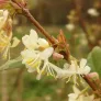 Winter honeysuckle, fragrant honeysuckle (plant) Visuel 3