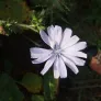 Wild chicory (seeds) Visuel 2