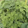 plant de chou kale daubenton