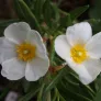 White rockrose (plant) Visuel 2