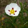 Gum rockrose (plant) Visuel 3