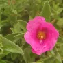 Rockrose, Small-Flowered Cistus (plant) Visuel 1